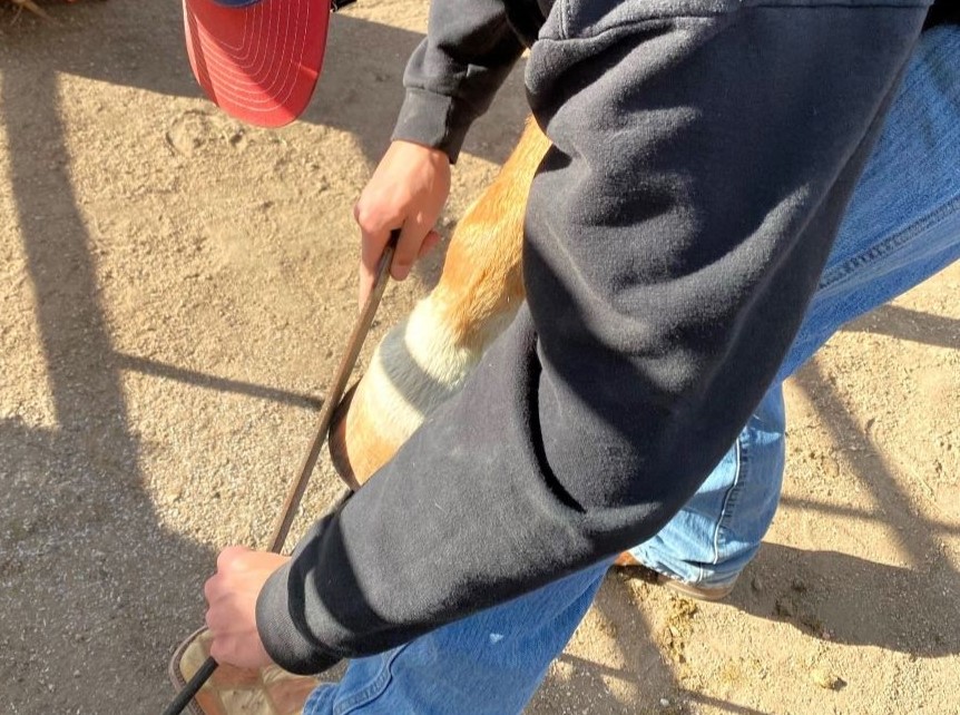 student filing a horse's hoof