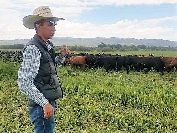 A young cowboy in a pasture with cattle