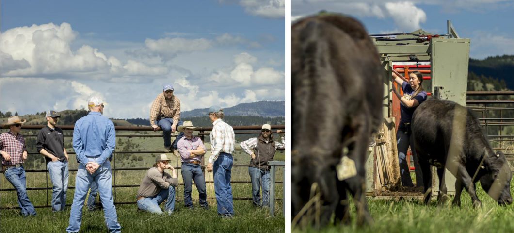 a group of students learning livestock handling