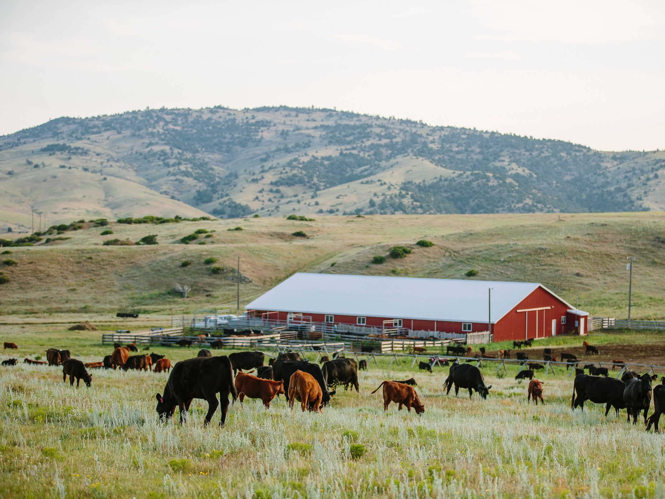 cows grazing in front of a barn