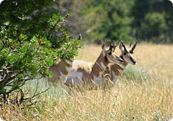 Antelope photo by Gary Matthews