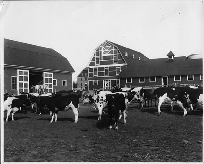 Dairy cows are show