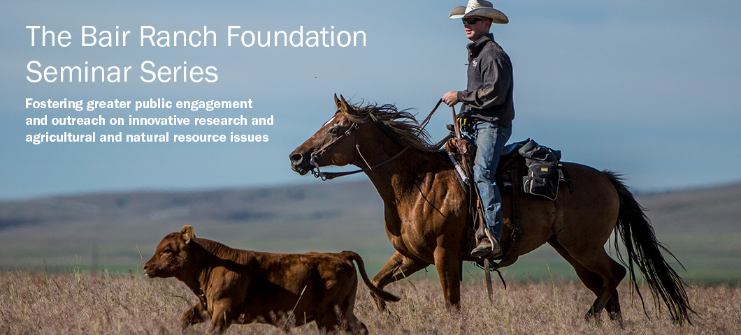 a cowboy on a horse rounding up a calf