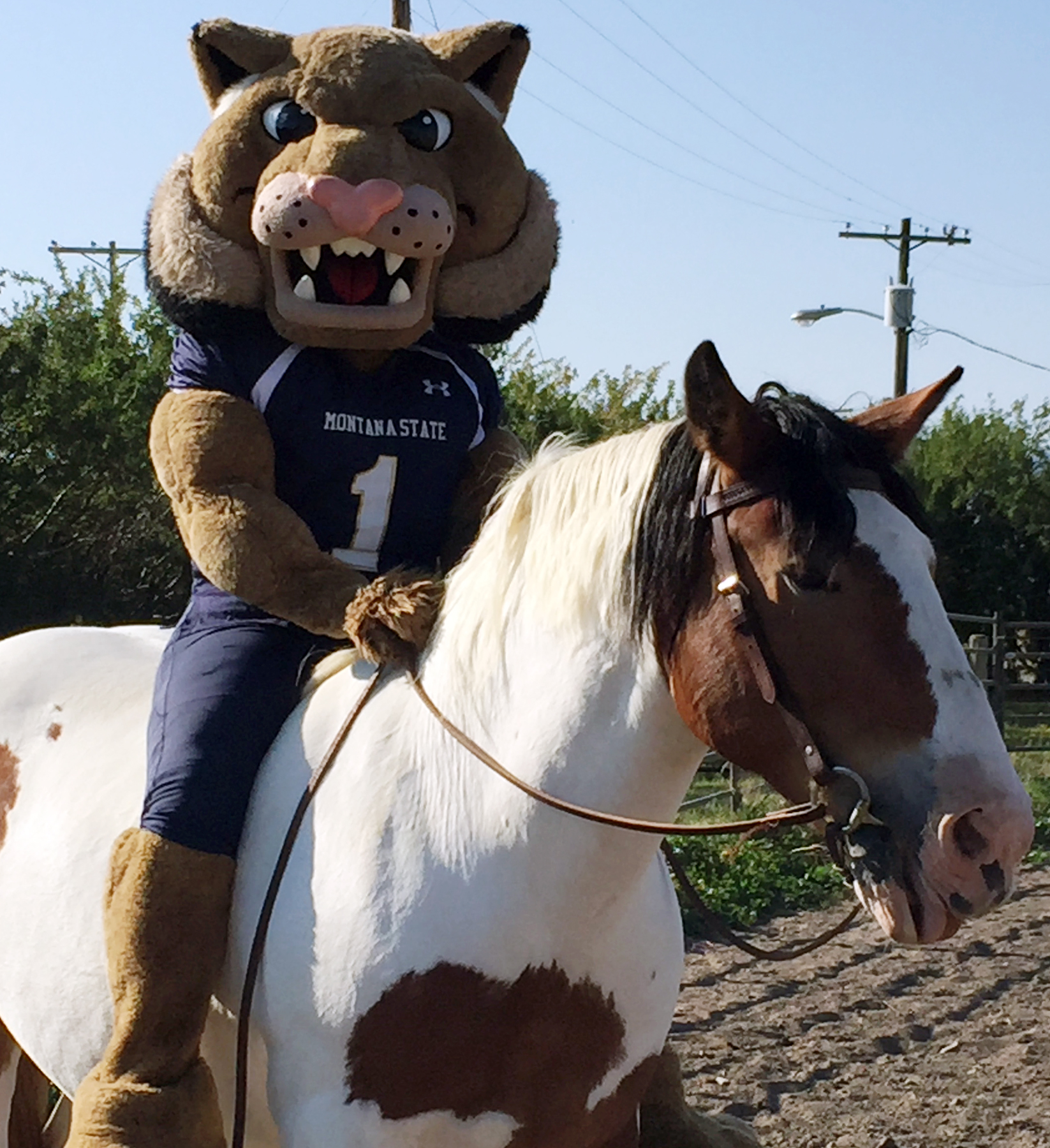 MSU mascot Champ riding a horse in the outdoor arena at BART farm.