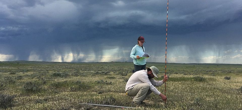 A woman and man are shown measuring forage in a field under dark clouds