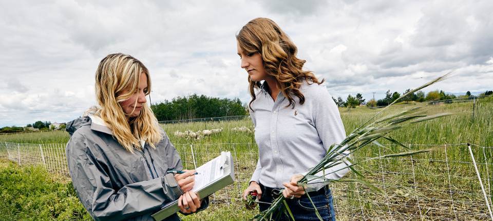 two women scientist in the field with sheep