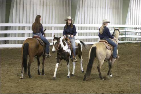 Horse Sale