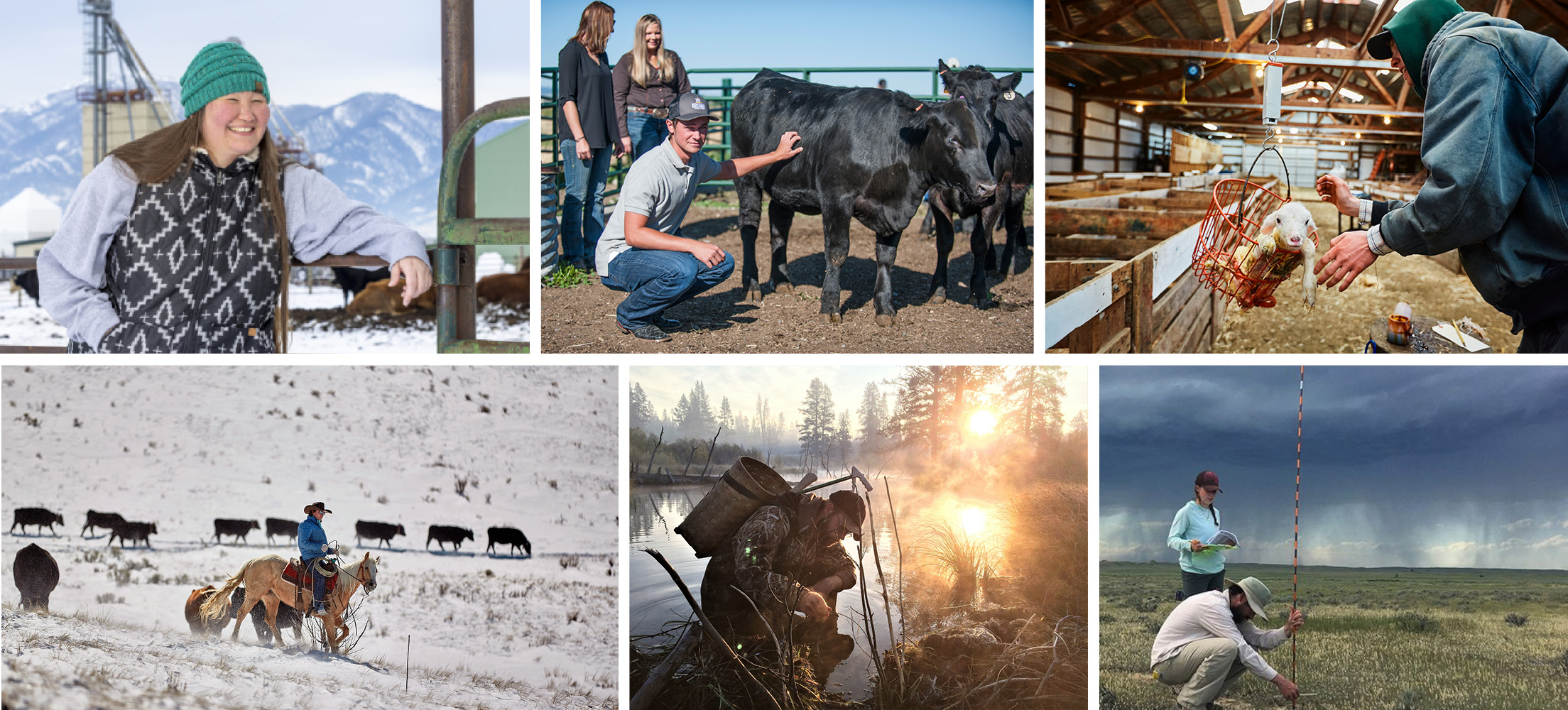 top, from left: woman with a green beanie, students in a dry lot with black Angus cattle, student in a hoodie weighing a lamb. Bottom from left: Male student on horseback in a snowy cattle pasture, male student camouflage in a swampy area trapping beaver, female and male student on the range measuring grasses under a stormy sky