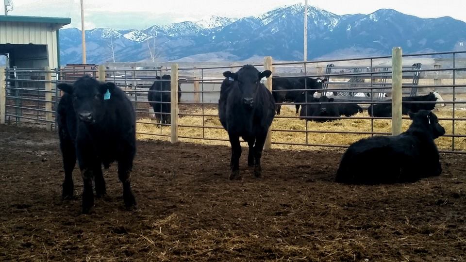 Steer