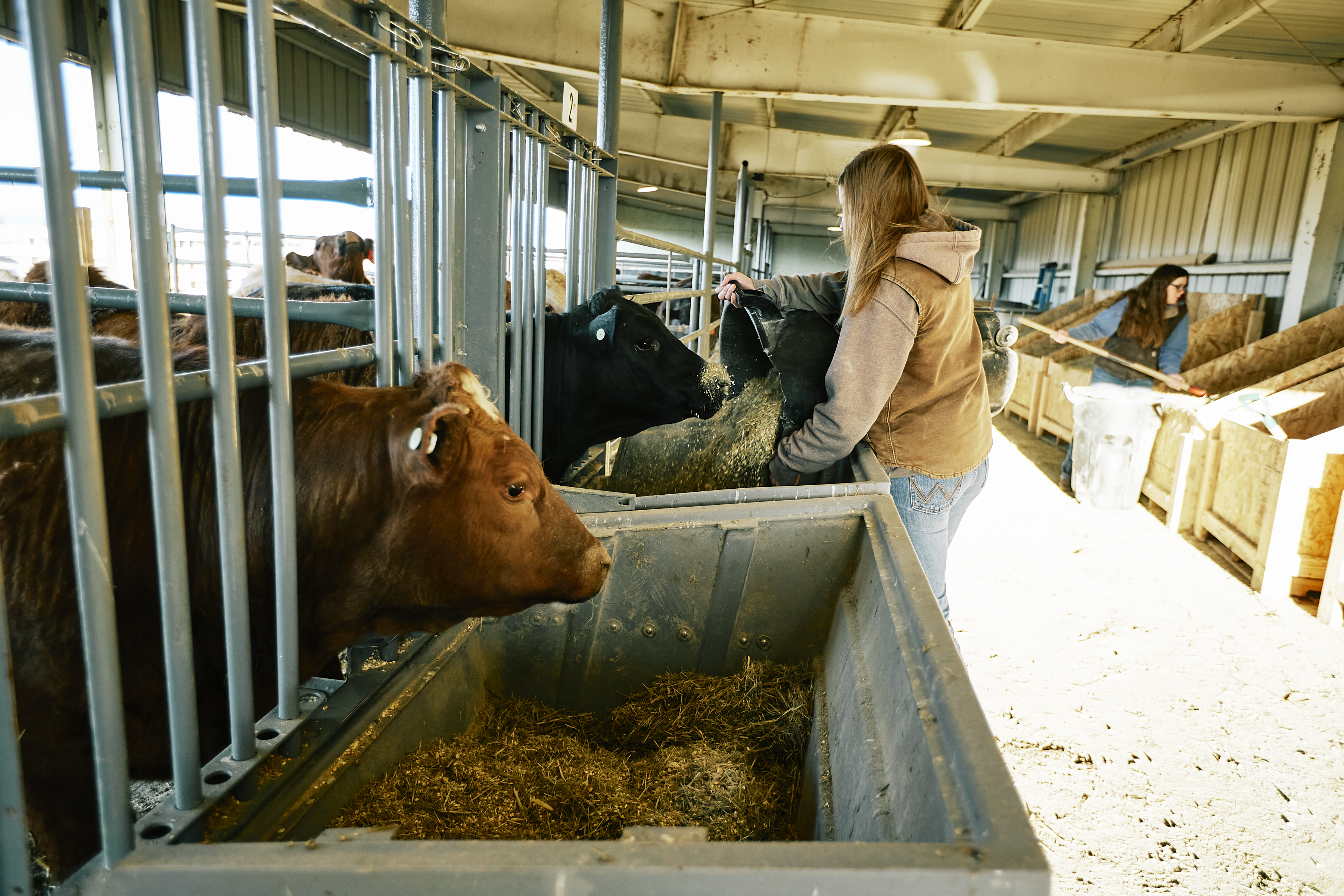 A female students feeds steer