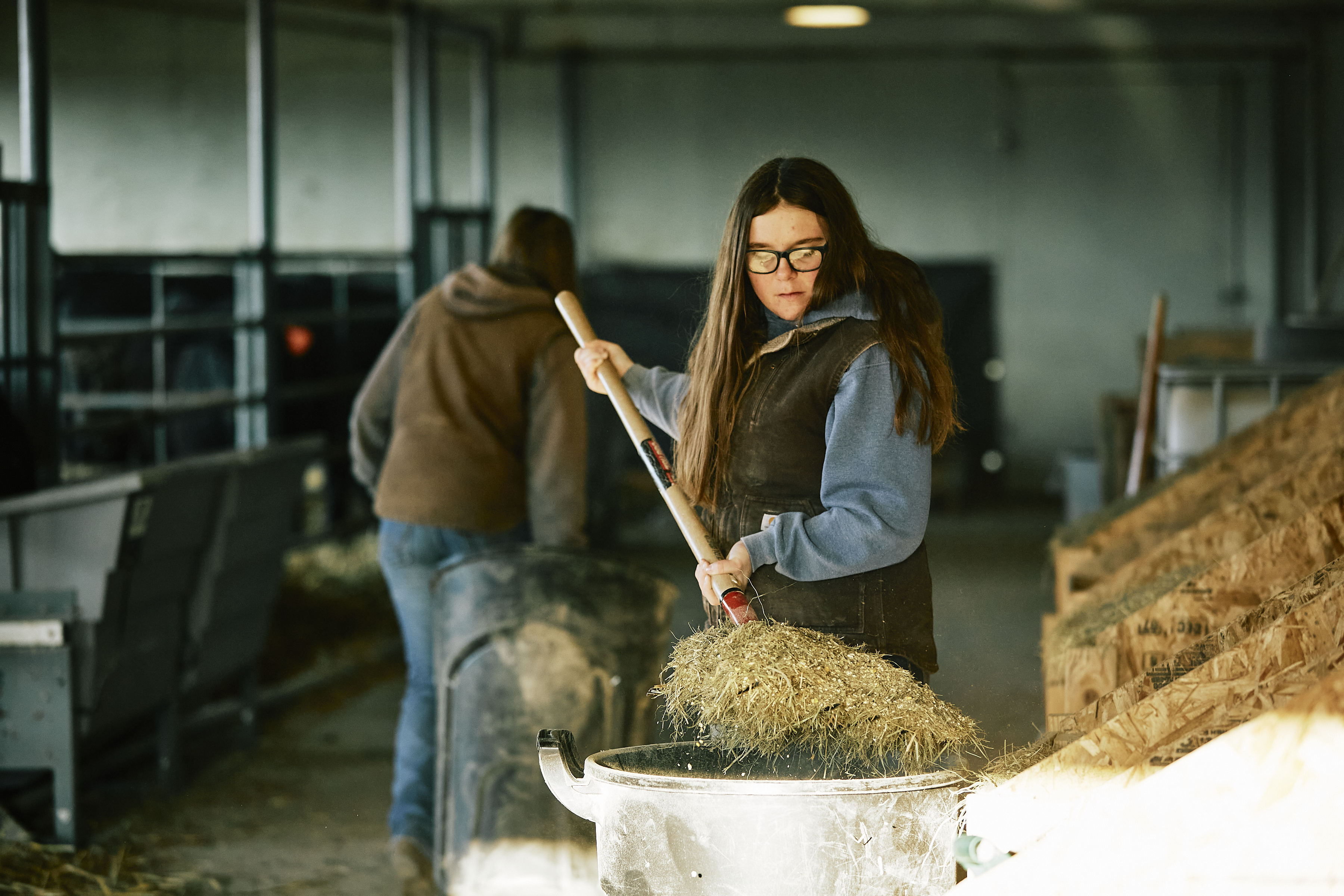 woman haying a steer