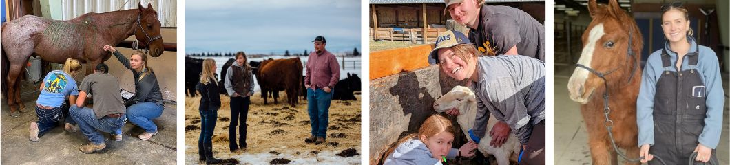 students with horse, students with cattle, students with sheep, female student with horse